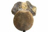 Fossil Mosasaur Vertebra w/ Metal Stand - Texas #316024-4